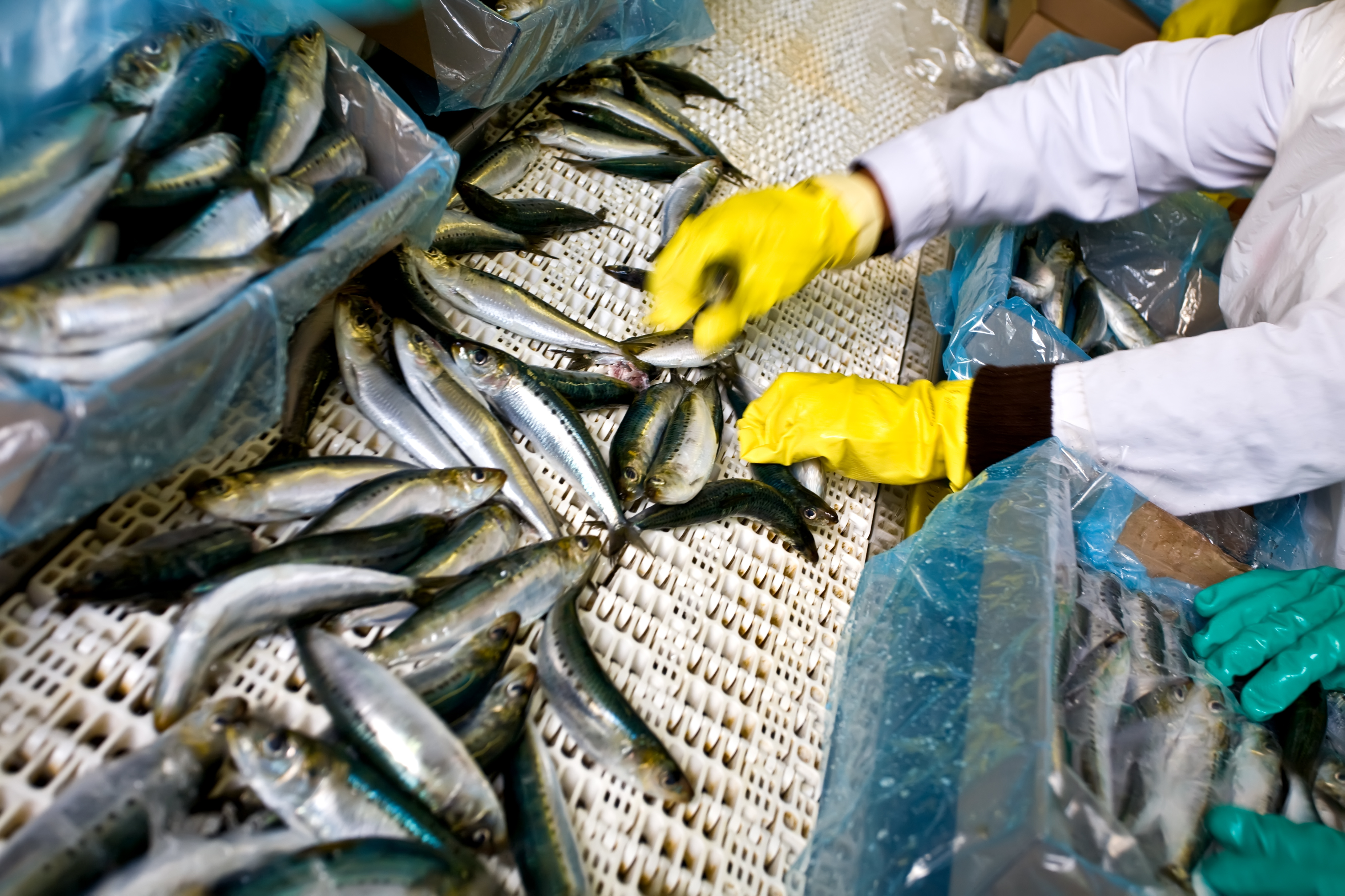 Collaborative Robotics to Foster Innovation in Seafood Handling (FISH)